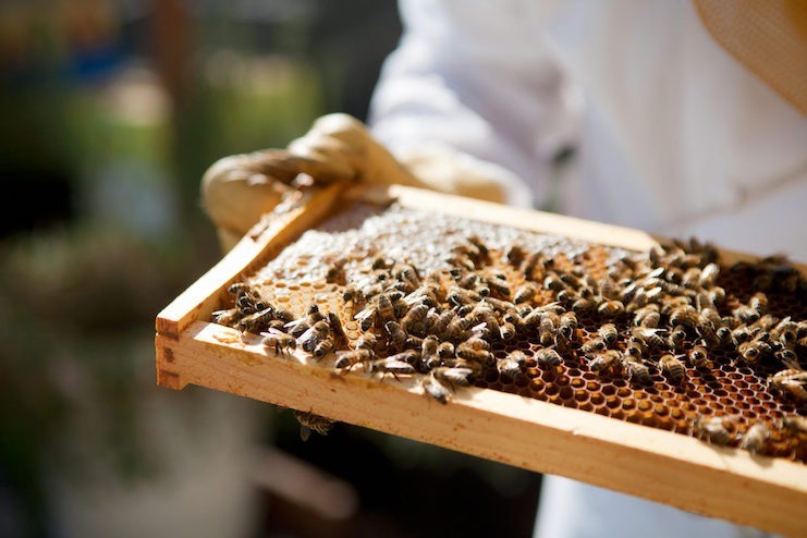 Beekeepers managing a hive