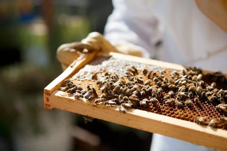 Beekeeping services - professional hive management