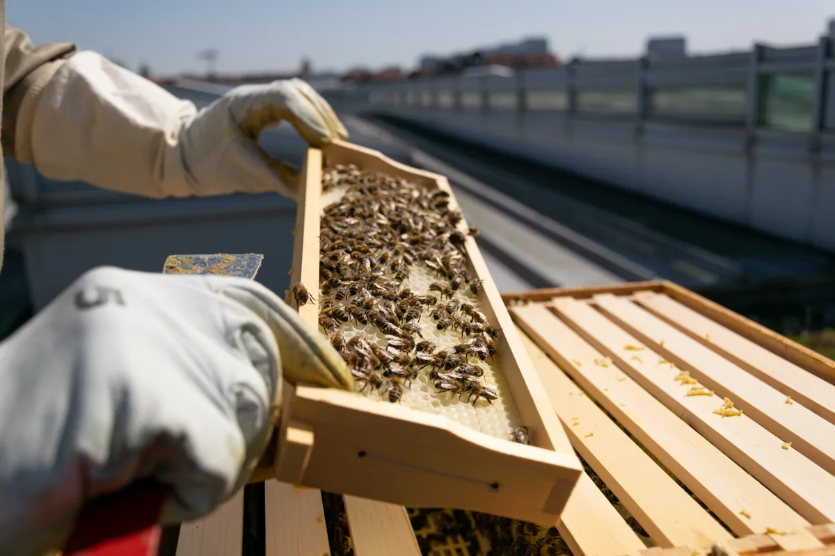 Host a hive at your business location