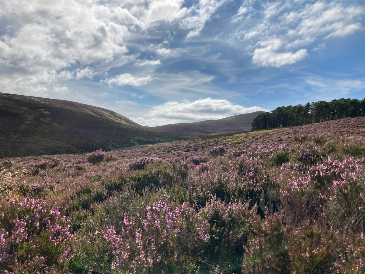 Corporate team visit to hives in Pentland heather